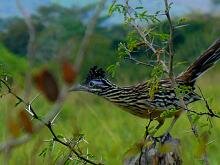 Lesser Roadrunner]
